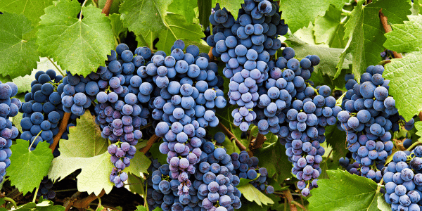 California Wine Grapes